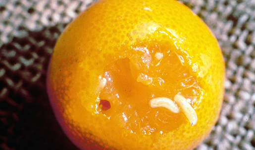 Mediterranean fruit fly maggots in orange